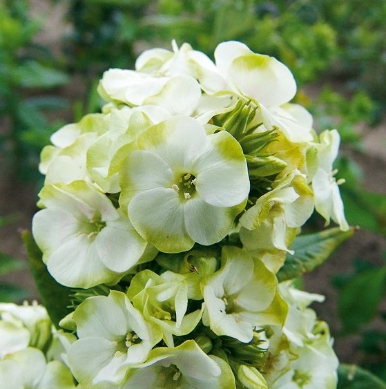 Phlox paniculata 'Green Expectation'